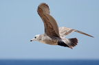 California Gull